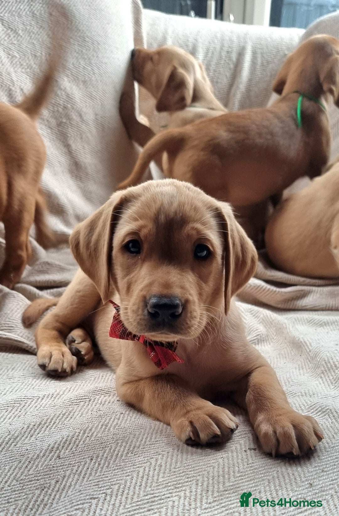 Labrador Retriever dogs for sale: Beautiful Yellow & Fox Red Labrador puppies. - Advert 1