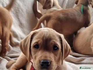 Labrador Retriever dogs Beautiful Yellow & Fox Red Labrador puppies. - Advert 1
