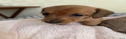 Miniature Dachshund dogs for sale: 5 beautiful miniature dachshund  - Advert 22