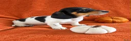 Miniature Dachshund dogs for sale:  Mini dachshunds female  - Advert 13