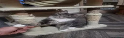 Maine Coon cats for sale: Large Pedigree TICA Maine Coon kittens- Last 2  - Advert 9