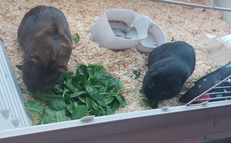 English rabbits - Advert 1