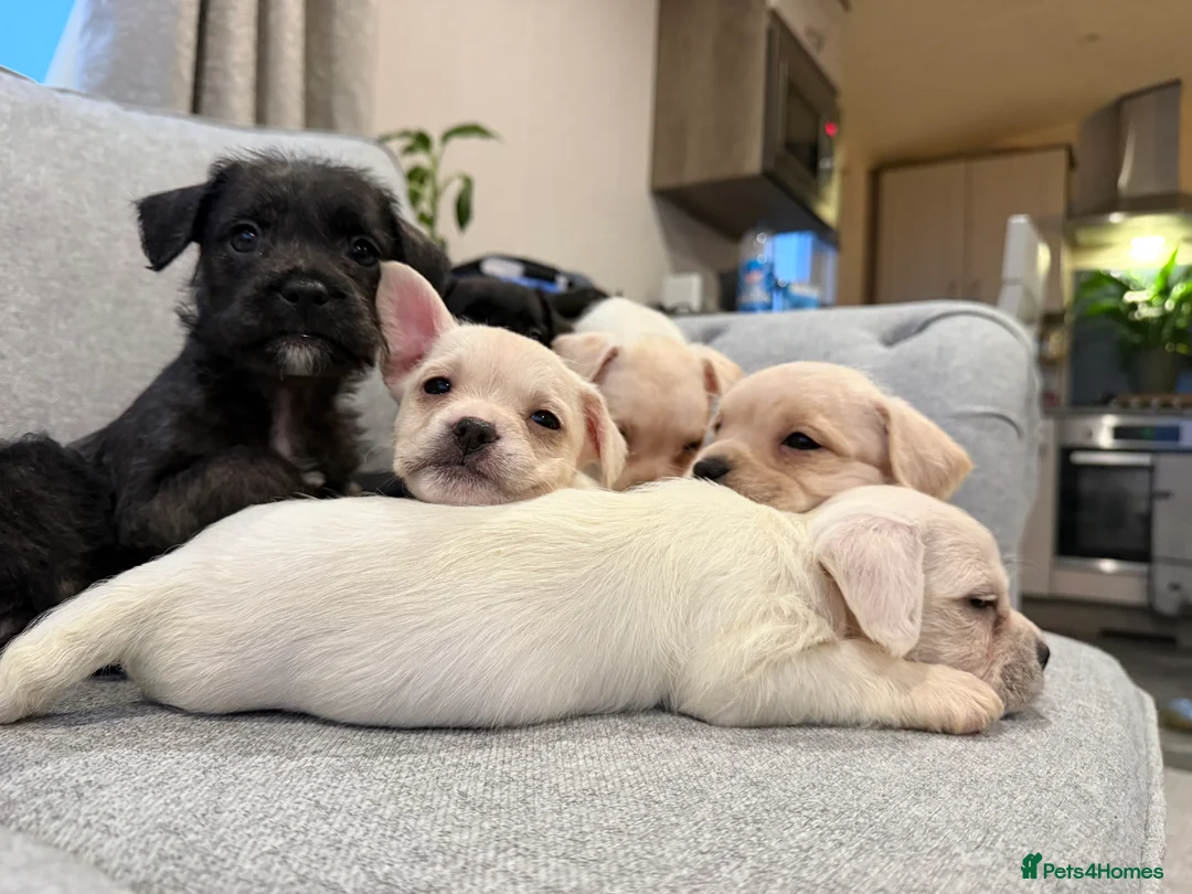 Mixed Breed dogs for sale: Rare Frenchie-Poochon Pups - Advert 6