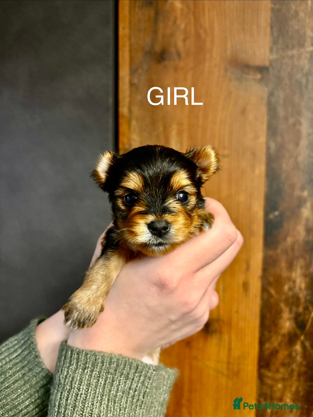 Yorkshire Terrier dogs for sale: Pedigree Miniature Yorkshire Terrier - Advert 4