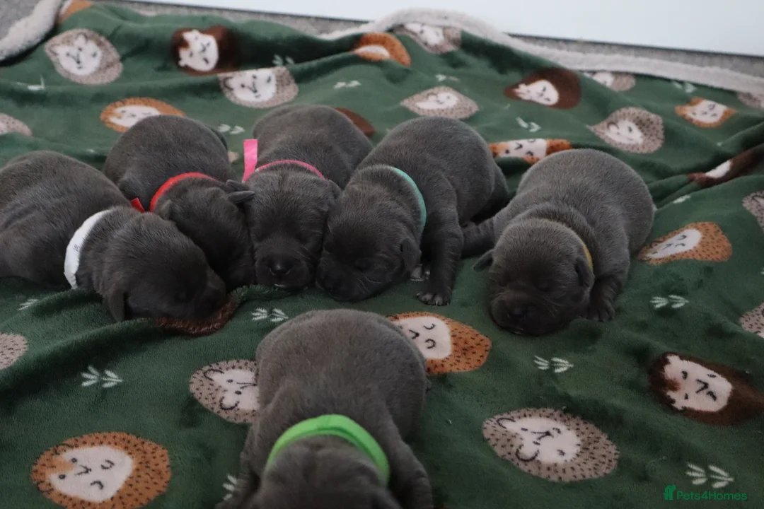 Staffordshire Bull Terrier dogs for sale: Only 1 available ; Blue Staffordshire bullterrier - Advert 19