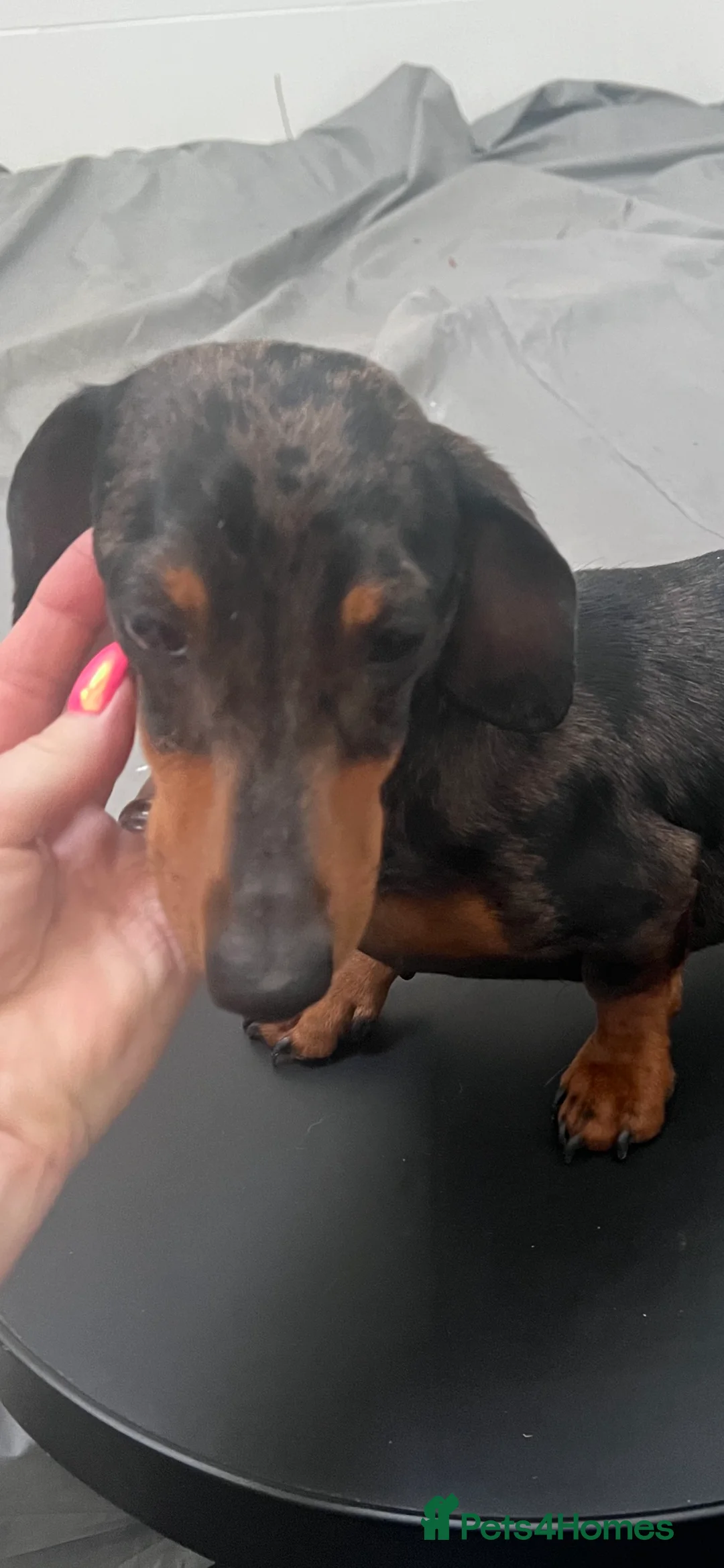 Miniature Dachshund dogs for stud: SILVER DAPPLE STUD KC in Galston - Advert 3