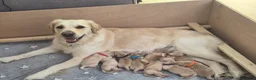 Golden Retriever dogs for sale: KC Pedigree Golden Retriever Puppies - Advert 1