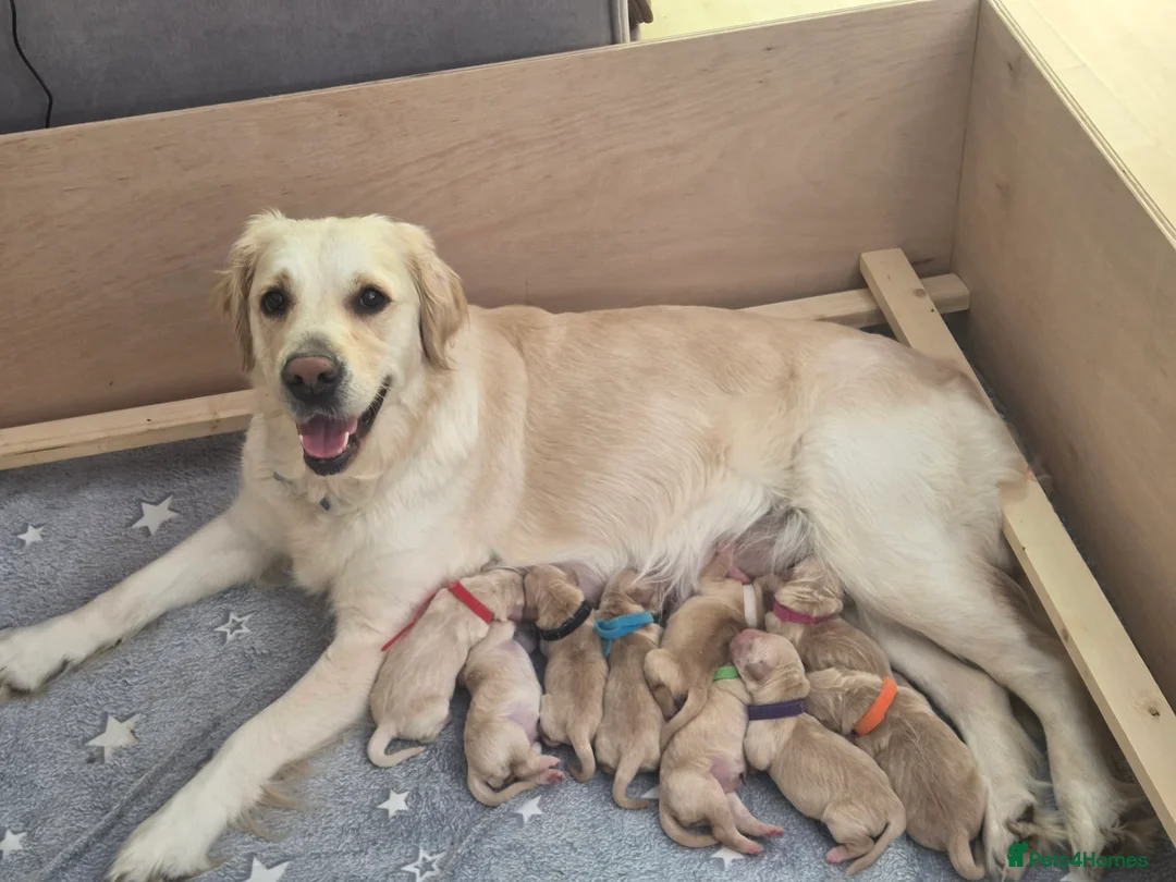 Golden Retriever dogs for sale: KC Pedigree Golden Retriever Puppies - Advert 1