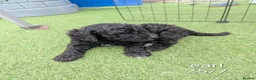 Goldendoodle dogs for sale: F1B Standard Goldendoodle Puppies! 😍🩷 Can save!  - Advert 29