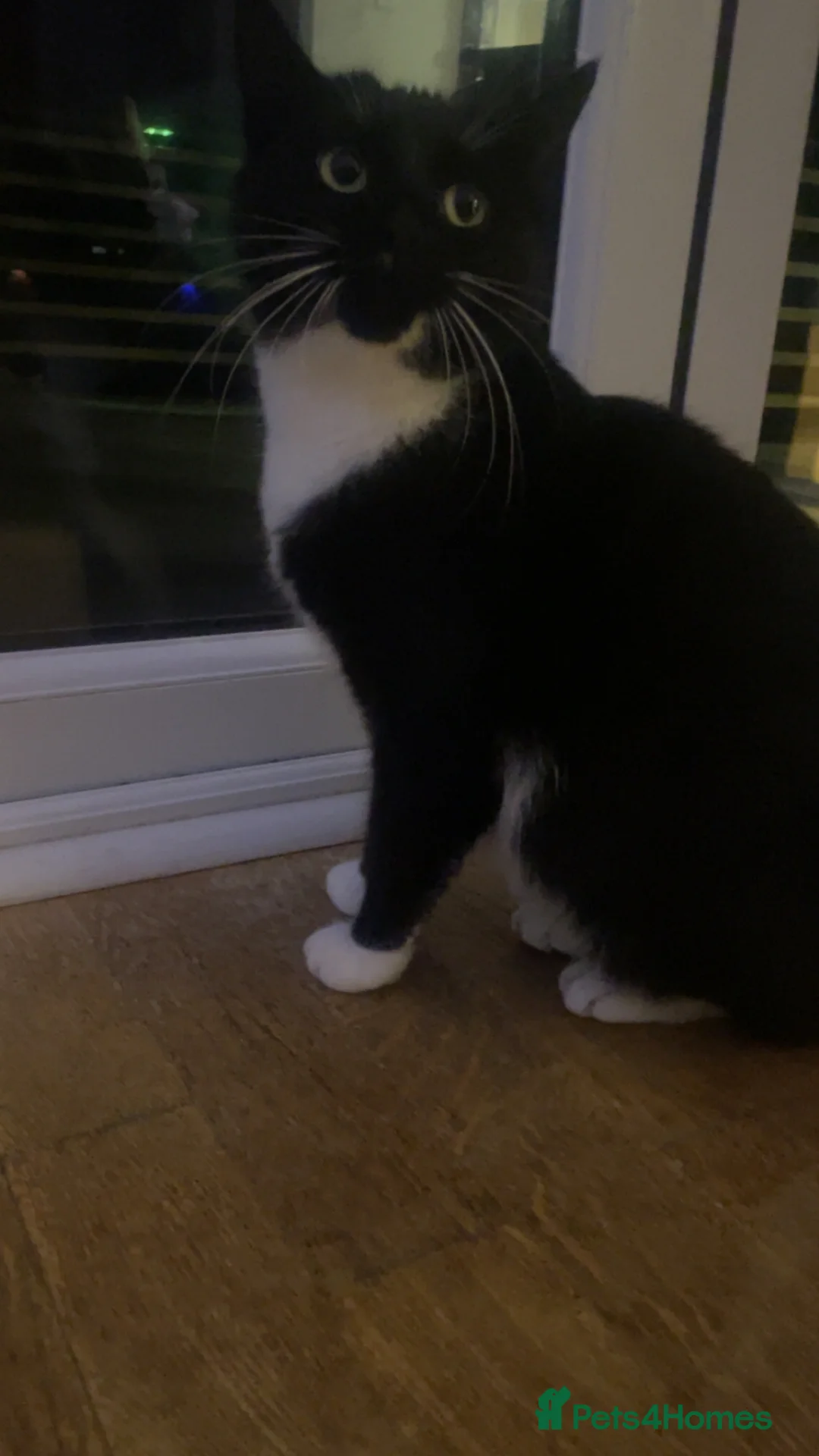 Mixed Breed cats for sale: Kittens for sale!  - Advert 5