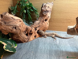 Bearded Dragon reptiles bearded dragon with full set ups £80 - Advert 10