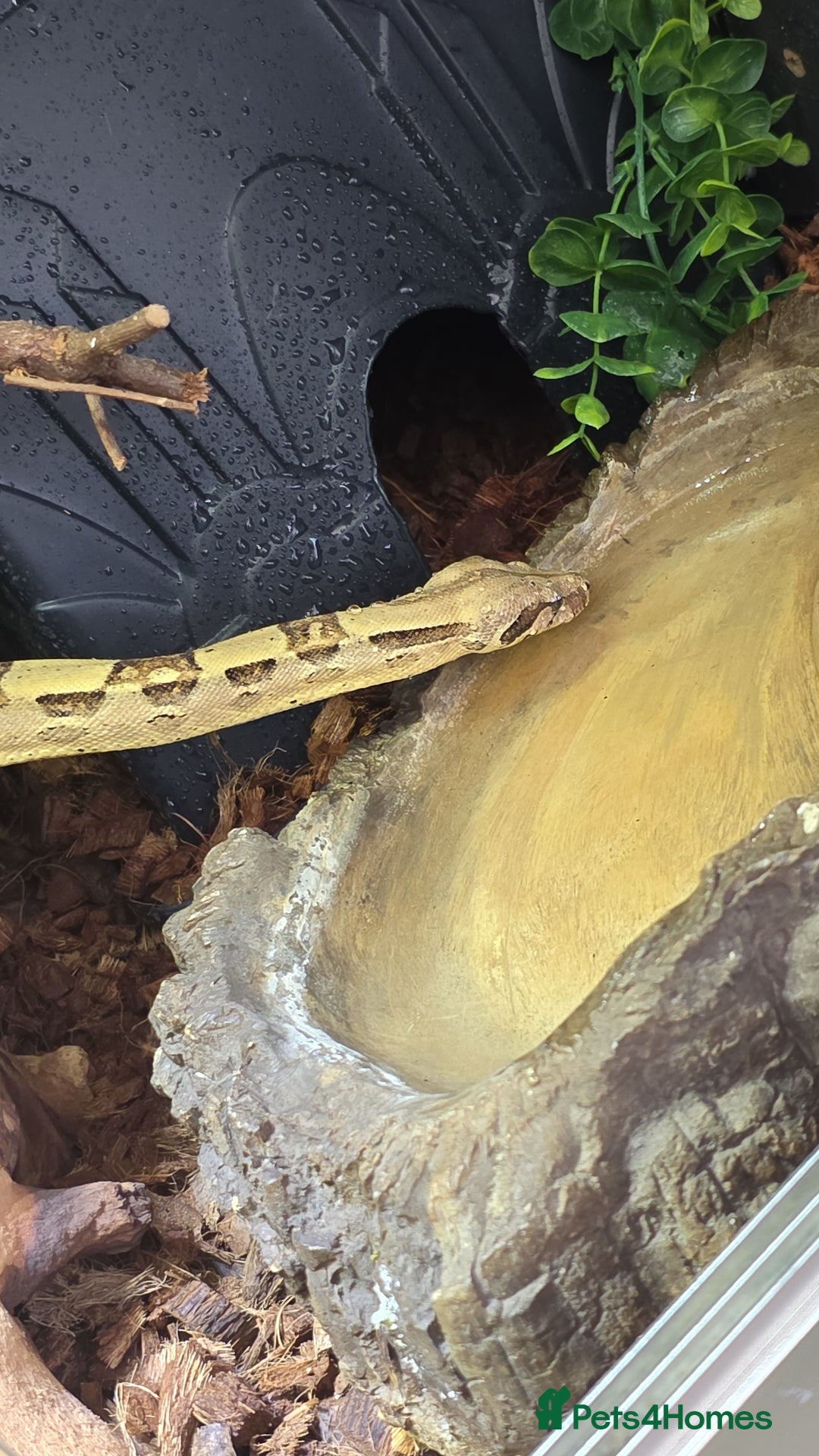 Boa Snake reptiles for sale: Brother and sister with tanks  - Advert 8