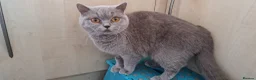 British Shorthair cats for sale: British short-hair - Advert 2