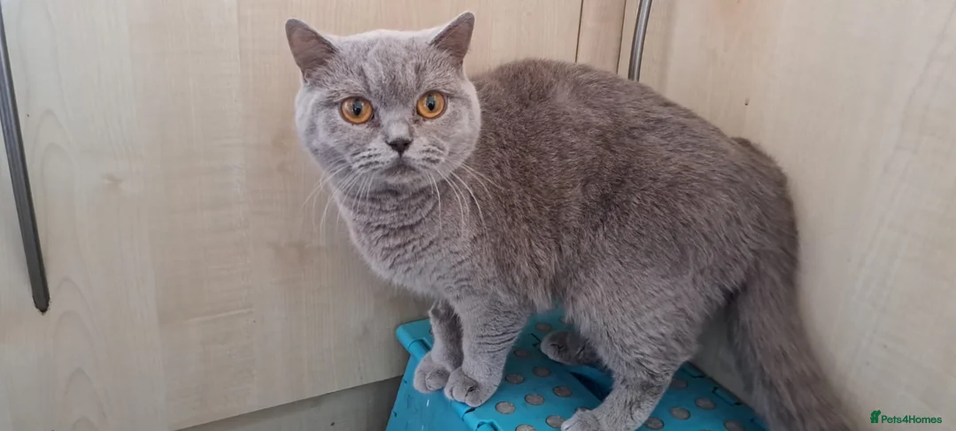 British Shorthair cats for sale: British short-hair - Advert 2