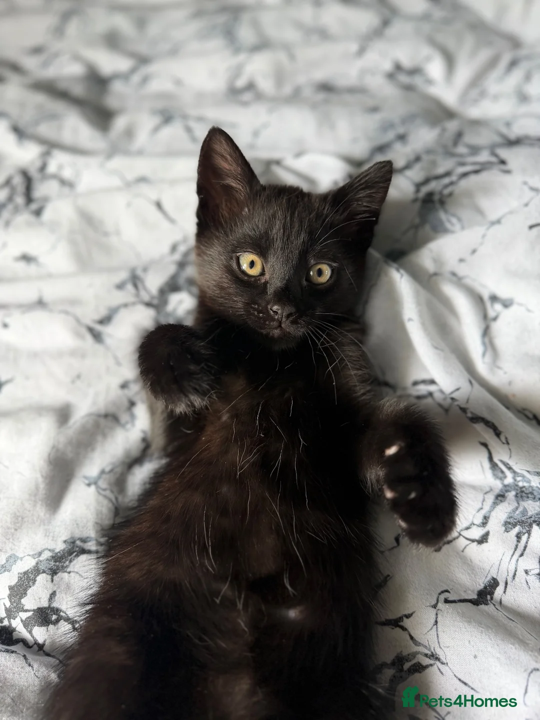 Mixed Breed cats for sale: 1 black male kitten & 1 female tabby junior  - Advert 2