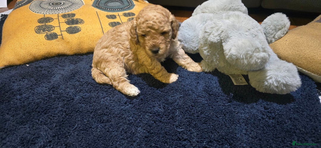 Cockapoo dogs for sale: Adorable cockapoo  - Image 12