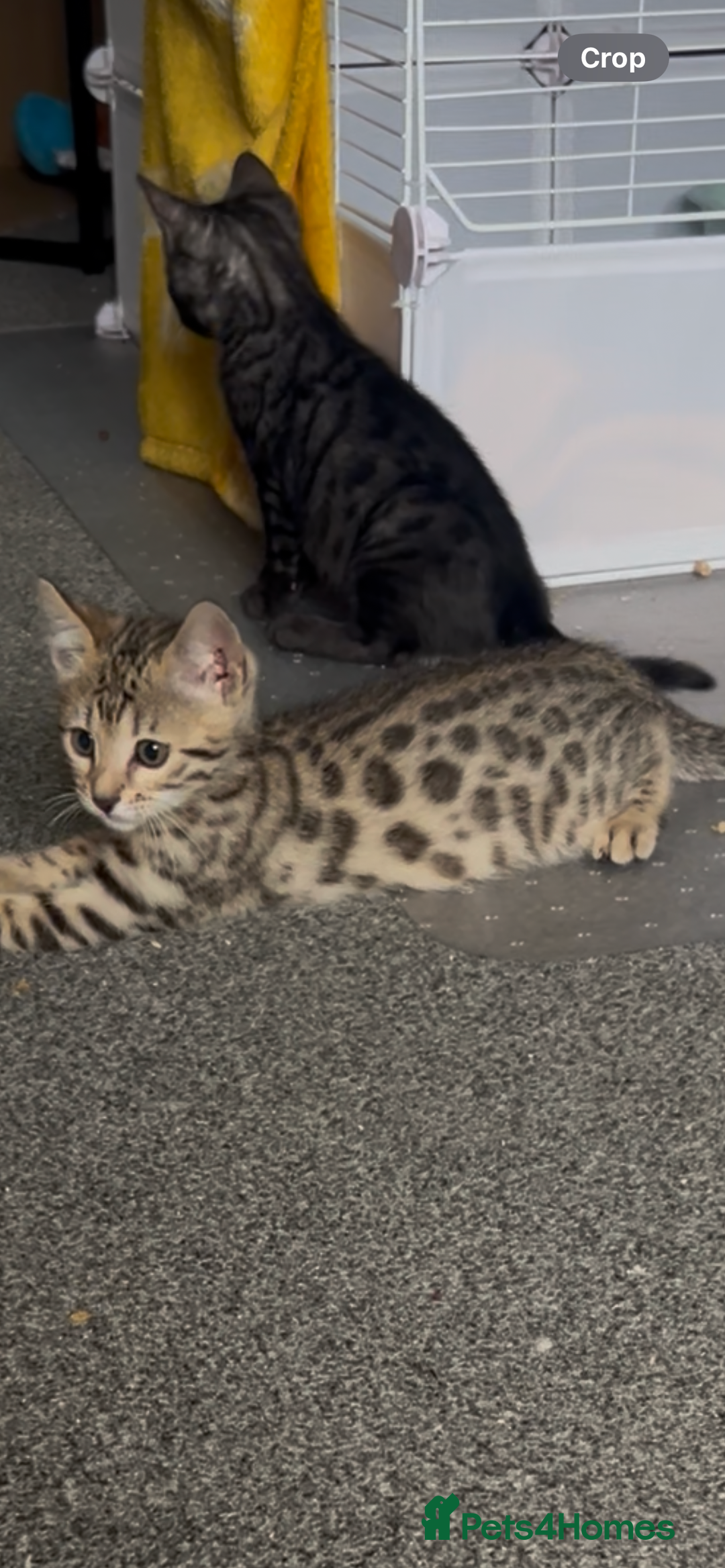 Bengal cats for sale: Three Bengals Ready to go 🩶🖤🤍 - Image 6
