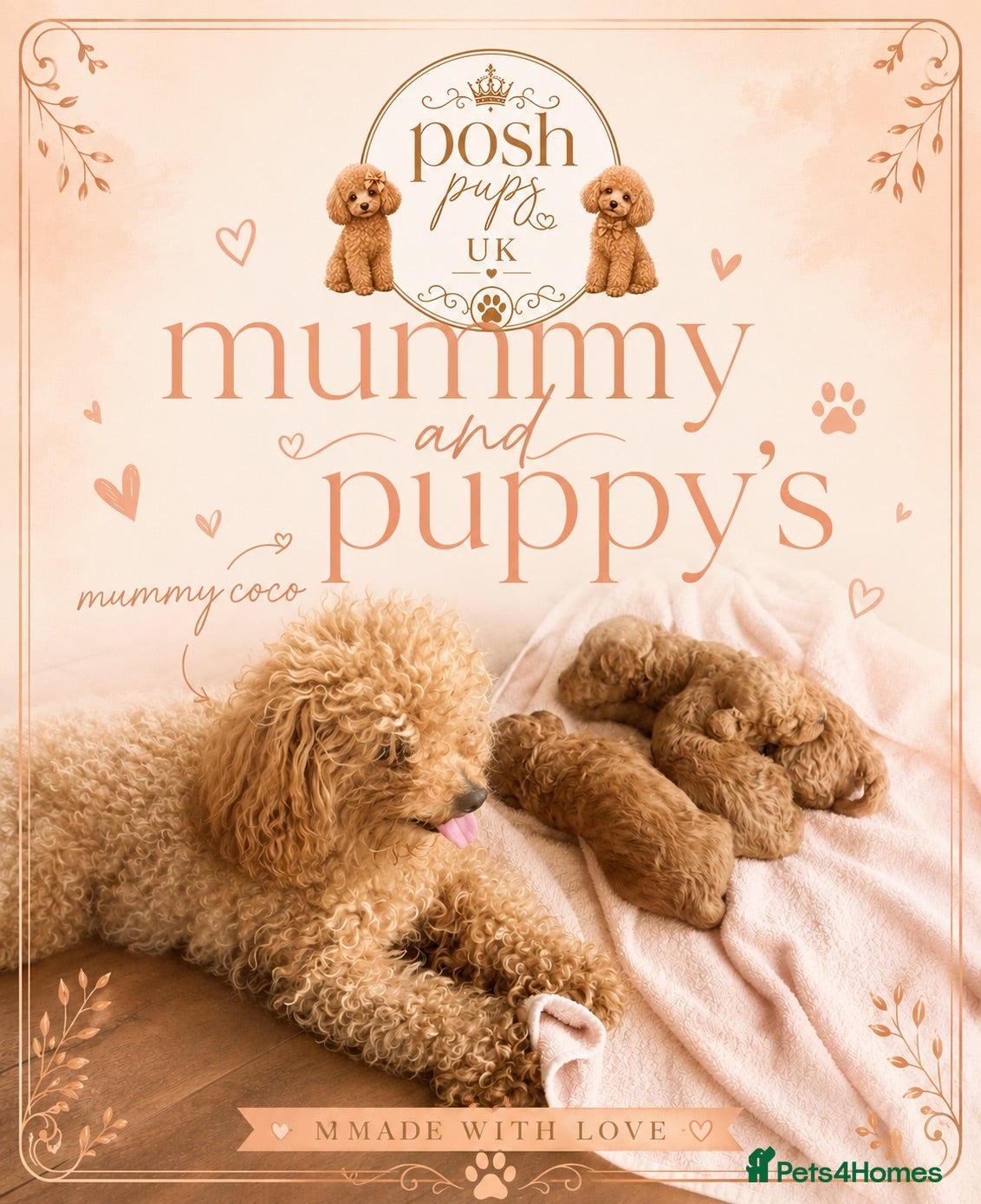 Toy Poodle dogs Meet Coco’s beautiful first litter off toy poodles - Advert 1
