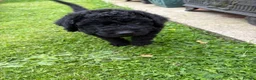 Labradoodle dogs for sale: Multi generation Standard labradoodles  - Advert 6