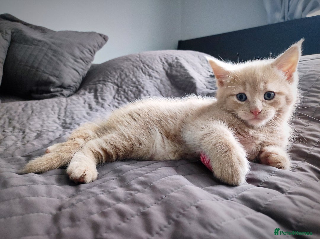 Mixed Breed cats for sale: 🐾 Affectionate Maine Coon Mix Kittens for Sale 🐾 - Advert 25