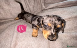 Miniature Dachshund dogs for sale: 5 beautiful miniature dachshunds for sale - Image 5