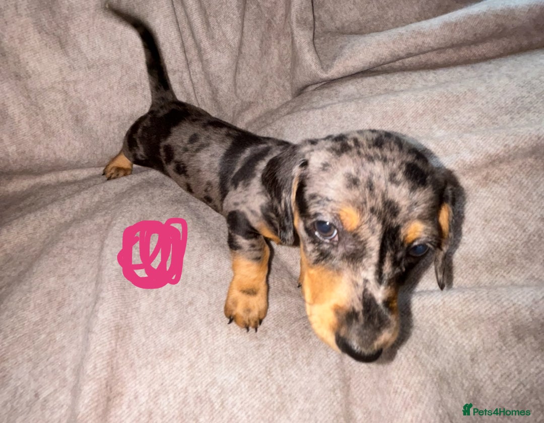 Miniature Dachshund dogs for sale: 5 beautiful miniature dachshunds for sale - Image 5