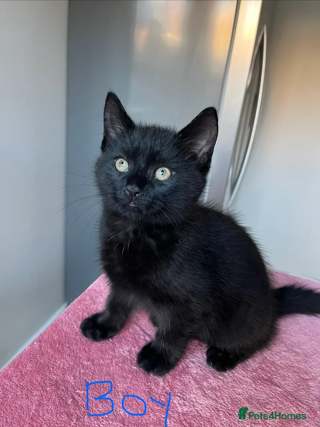 Mixed Breed cats for sale: 4 x Beautiful Playful Kittens Ready NOW - Advert 24