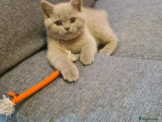 British Shorthair cats British shorthair kitten for sale - Advert 1