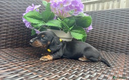 Miniature Dachshund dogs for sale: Reduced*KC, PRA clear mini Dachshund puppies - Image 16
