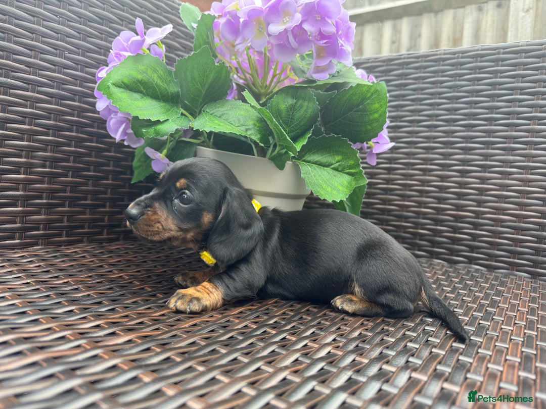 Miniature Dachshund dogs for sale: Reduced*KC, PRA clear mini Dachshund puppies - Image 16