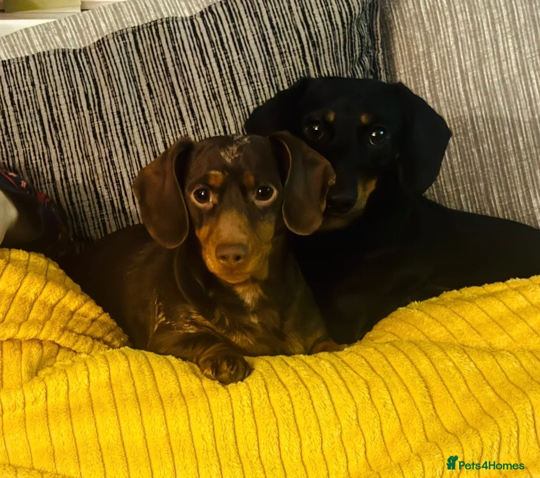 Miniature Dachshund dogs for sale: 2 girl miniature Dachshunds in Bridlington - Advert 1