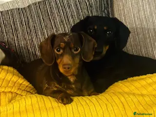Miniature Dachshund dogs 2 girl miniature Dachshunds - Advert 5