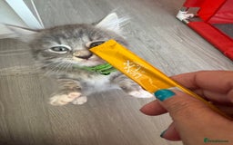 British Shorthair cats for sale: Last one left grey and white female  - Image 4