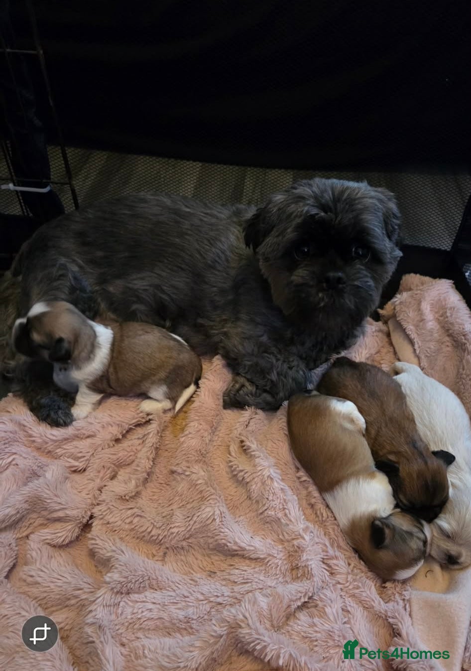 Shih Tzu dogs 3 beautiful Shih Tzu pups  - Advert 13