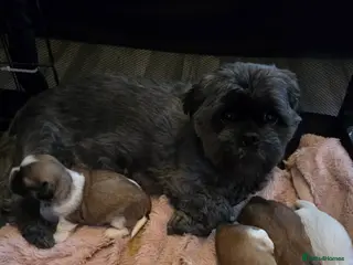 Shih Tzu dogs 3 beautiful Shih Tzu pups - Advert 13