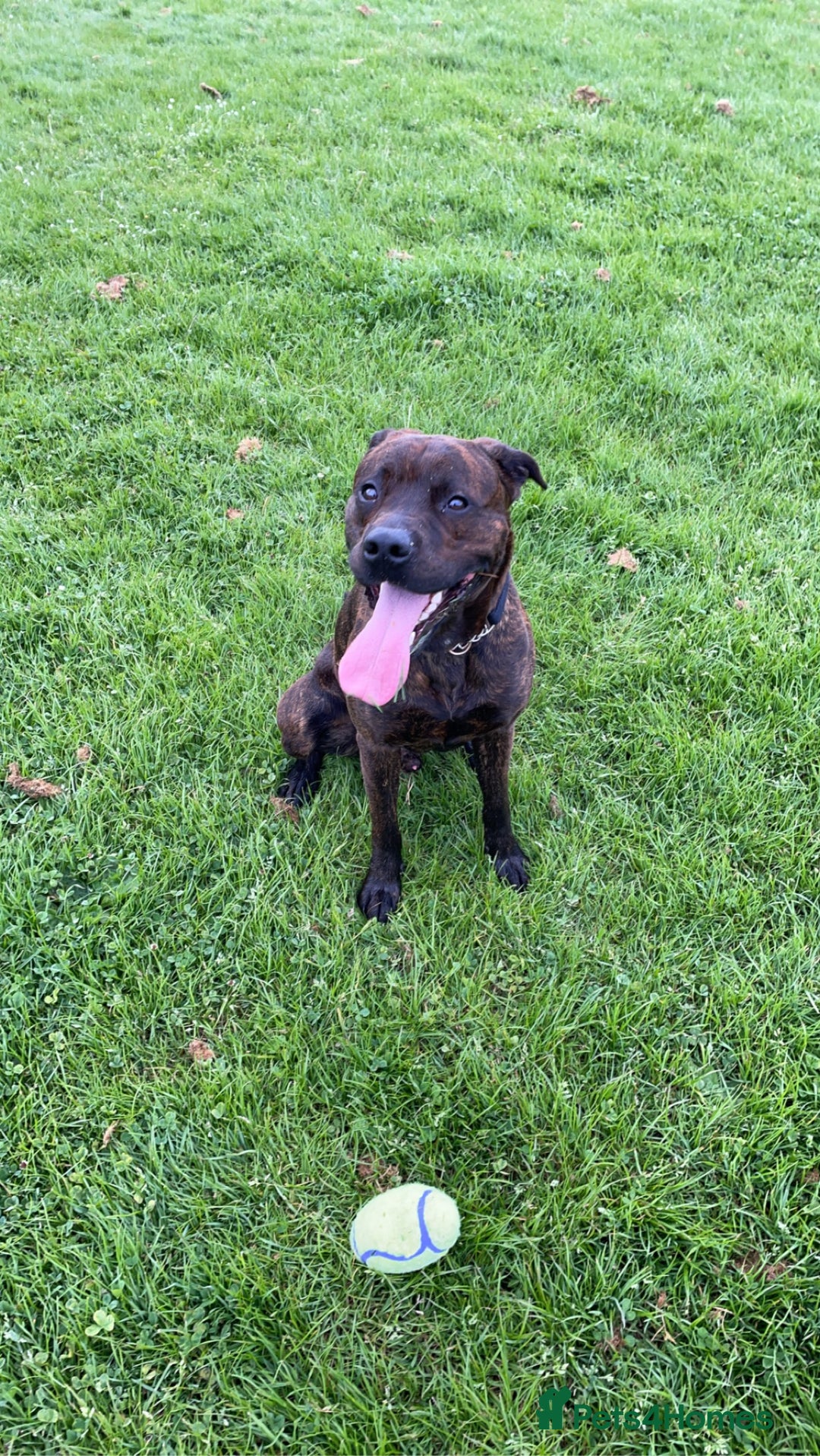 Mixed Breed dogs for sale: 4 year old male staffy mastiff cross - Advert 9