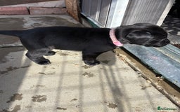 Labrador Retriever dogs for sale: Stunning black Labrador puppies  - Image 16