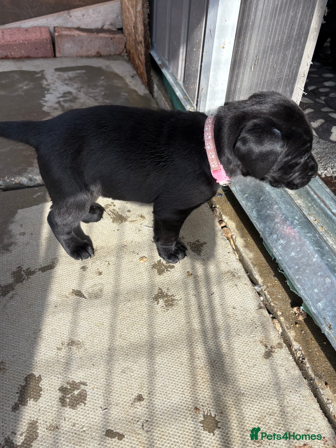 Labrador Retriever dogs for sale: Stunning black Labrador puppies  - Image 16