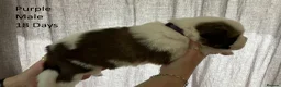 Saint Bernard dogs for sale: Pedigree St Bernard Pups in Blackwood - Advert 19