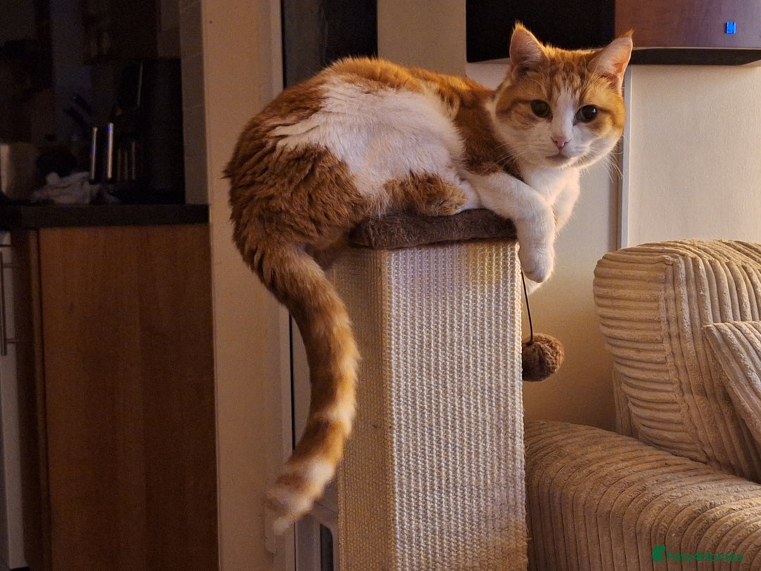Mixed Breed cats for sale: Neville - Image 3