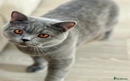 British Shorthair cats for sale: Beautiful British Shorthair Girl – Blue 🐾💙 - Image 2