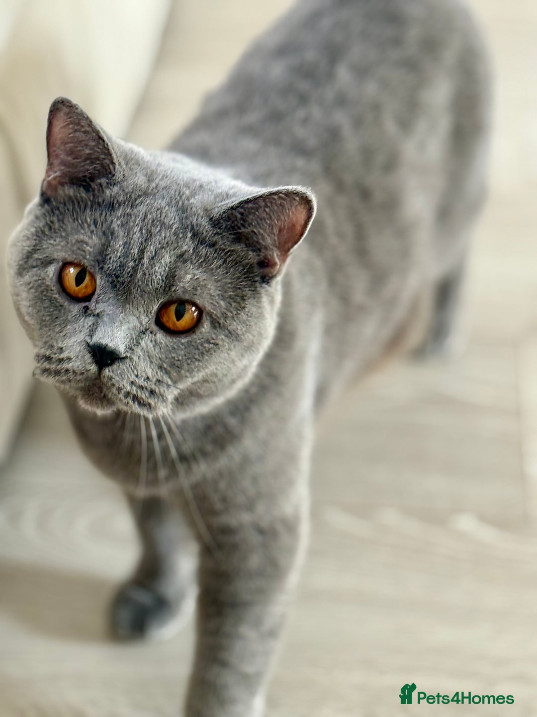 British Shorthair cats for sale: Beautiful British Shorthair Girl – Blue 🐾💙 - Image 2