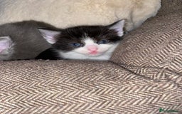 Mixed Breed cats for sale: beautiful kittens - Image 14