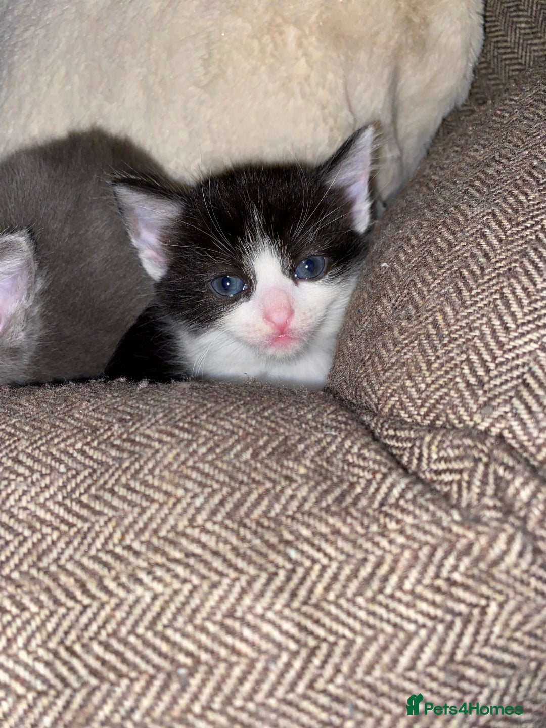 Mixed Breed cats for sale: beautiful kittens - Image 14