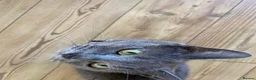 Mixed Breed cats for sale: Russian Blue X Chatreaux  Aged 5 - Advert 8