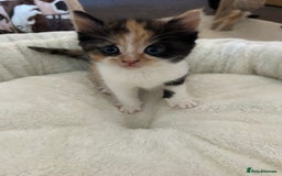 British Shorthair cats for sale: Gorgeous kittens  - Image 5