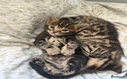 Bengal cats for sale: Mix bengal kittens  - Image 3