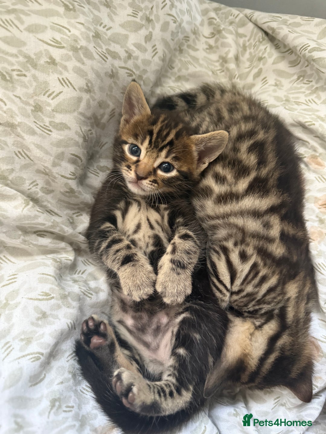 Bengal cats for sale: Mix bengal kittens  - Image 3