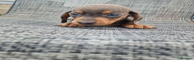 Dachshund 8