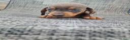 Dachshund dogs for sale: Dachshund puppies 8wks - Advert 6
